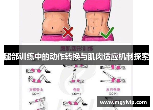 腿部训练中的动作转换与肌肉适应机制探索